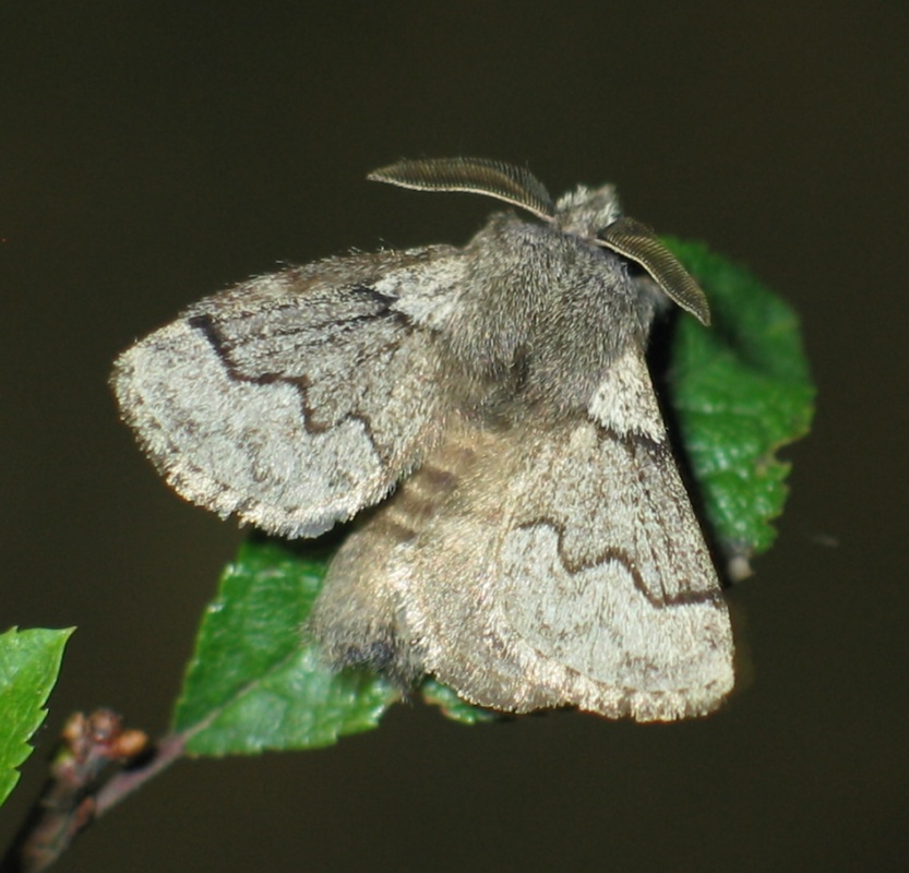 Trichiura crataegi - galagonyaszövő