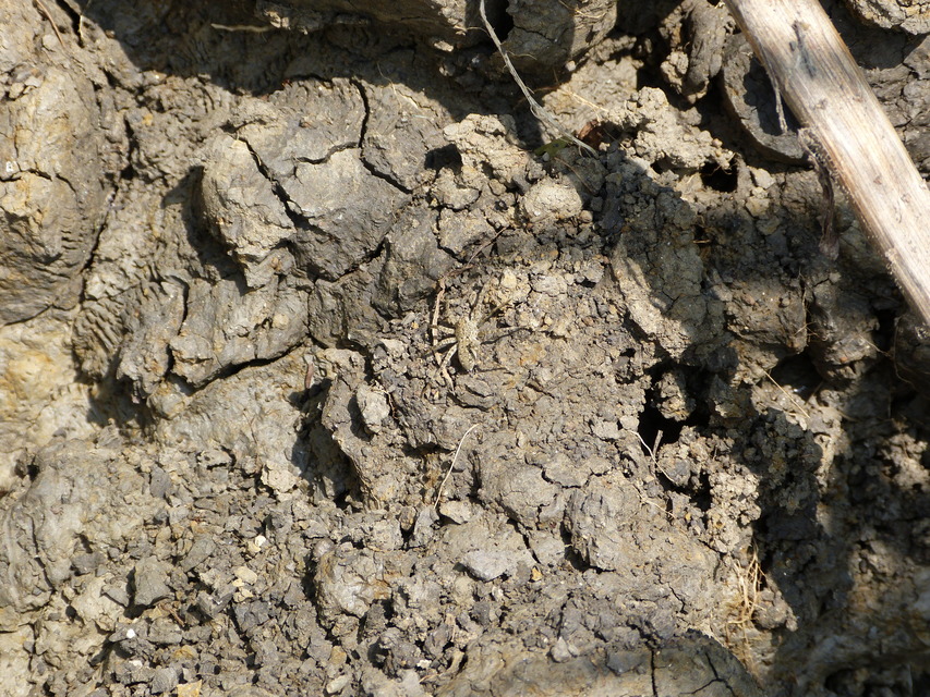Pardosa nebulosa