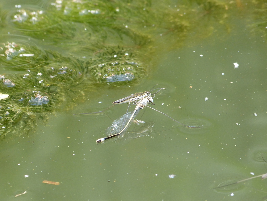 Gerridae - molnárpoloskák