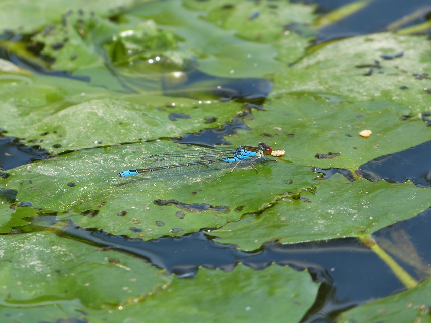 Erythromma viridulum - kis pirosszemű-légivadász