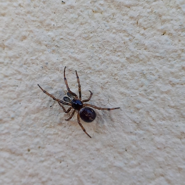 Steatoda bipunctata - kétpettyes faggyúpók