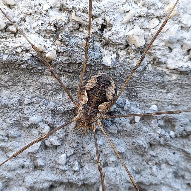 Mitopus morio