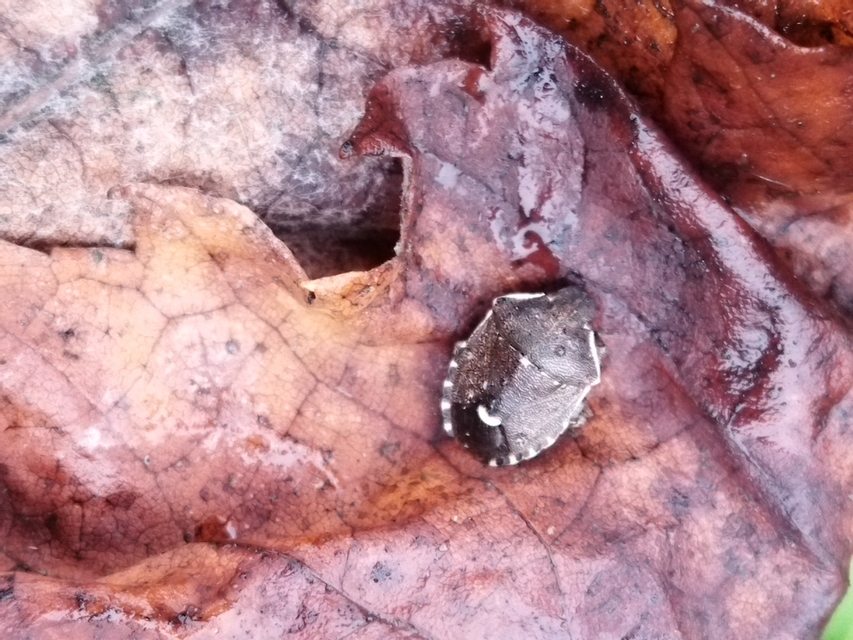 Holcostethus sphacelatus - holdas címerespoloska Holcostethus sphacelatus - holdas címerespoloska