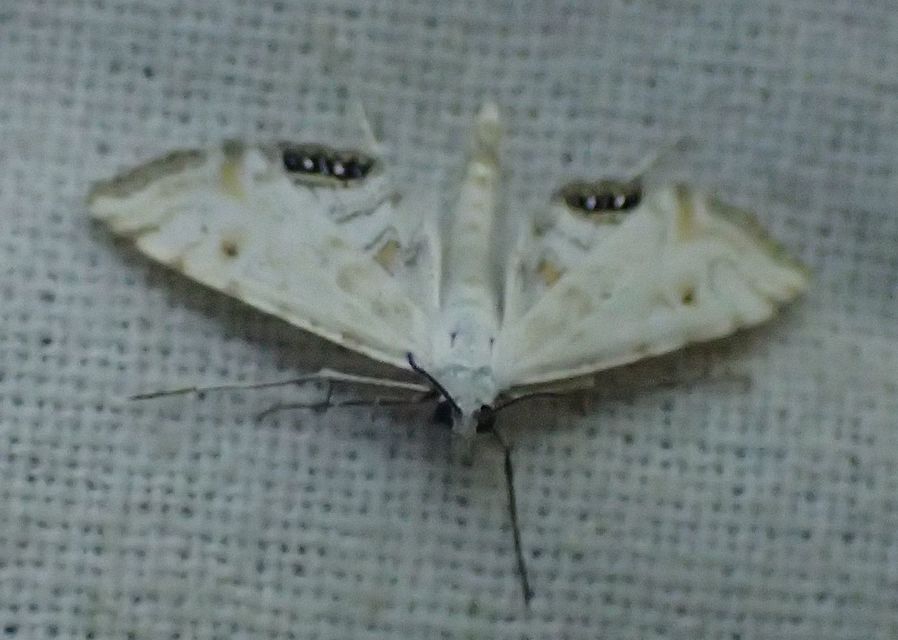 Cataclysta lemnata - békalencsemoly