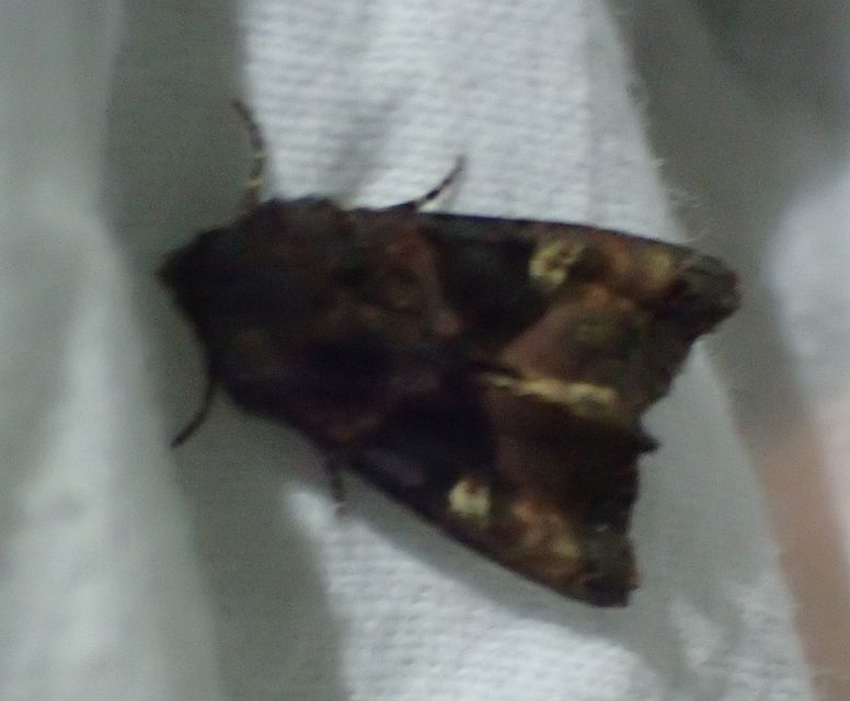 Euplexia lucipara - szeder-csipkésbagoly