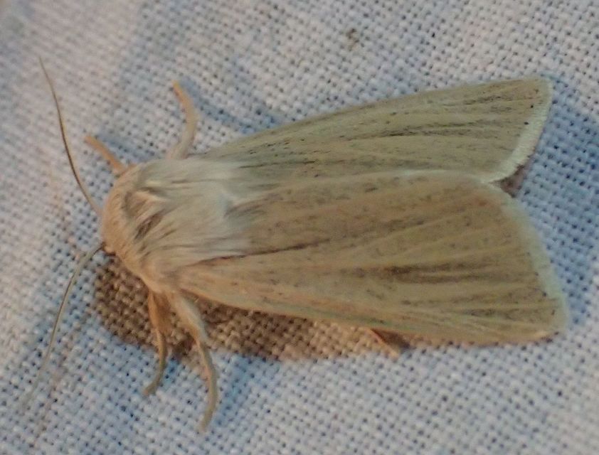 Simyra albovenosa - mocsári lándzsásbagoly Simyra albovenosa - mocsári lándzsásbagoly