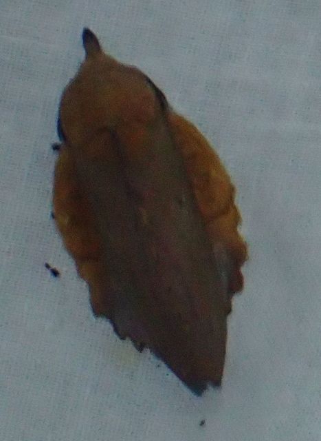 Gastropacha quercifolia - tölgylevélpohók