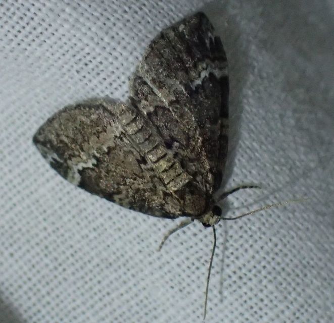 Perizoma alchemillata - árvacsalán-araszoló