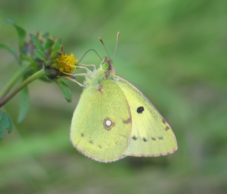 Colias erate - csángó-kéneslepke