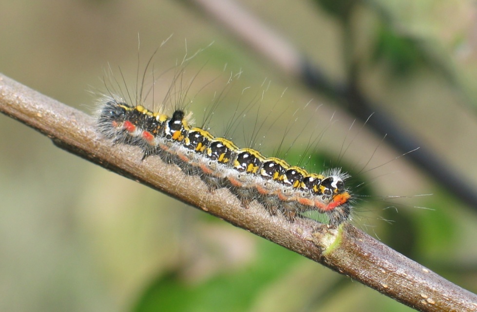 Acronicta tridens - barnás szigonyosbagoly
