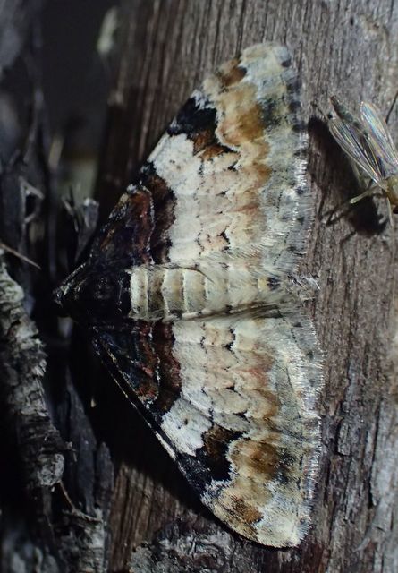 Catarhoe cuculata - csuklyás tarkaaraszoló