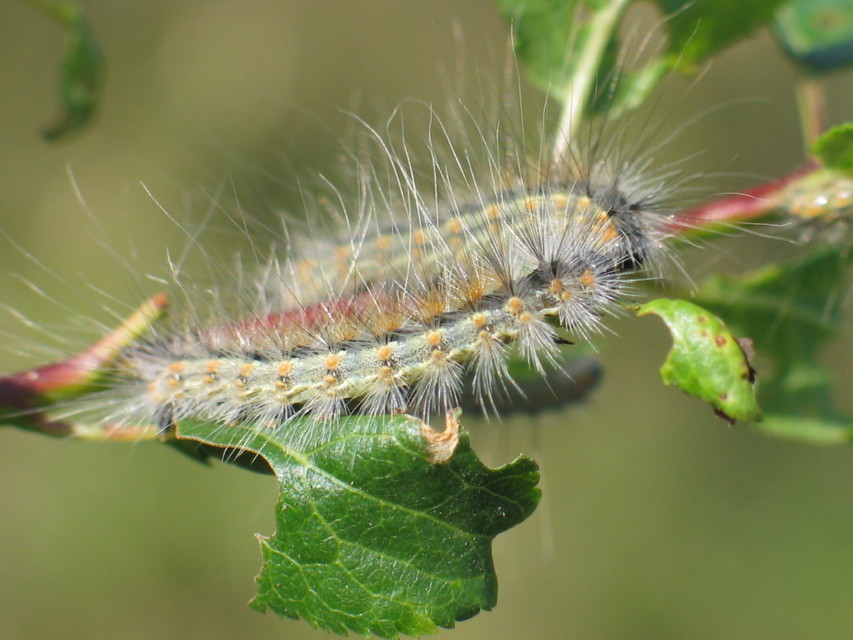 Hyphantria cunea - amerikai fehér medvelepke