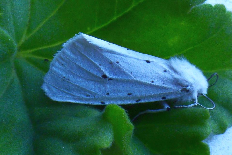 Spilosoma lubricipedum/urticae