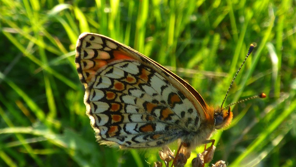 Melitaea ornata kovacsi - magyar tarkalepke