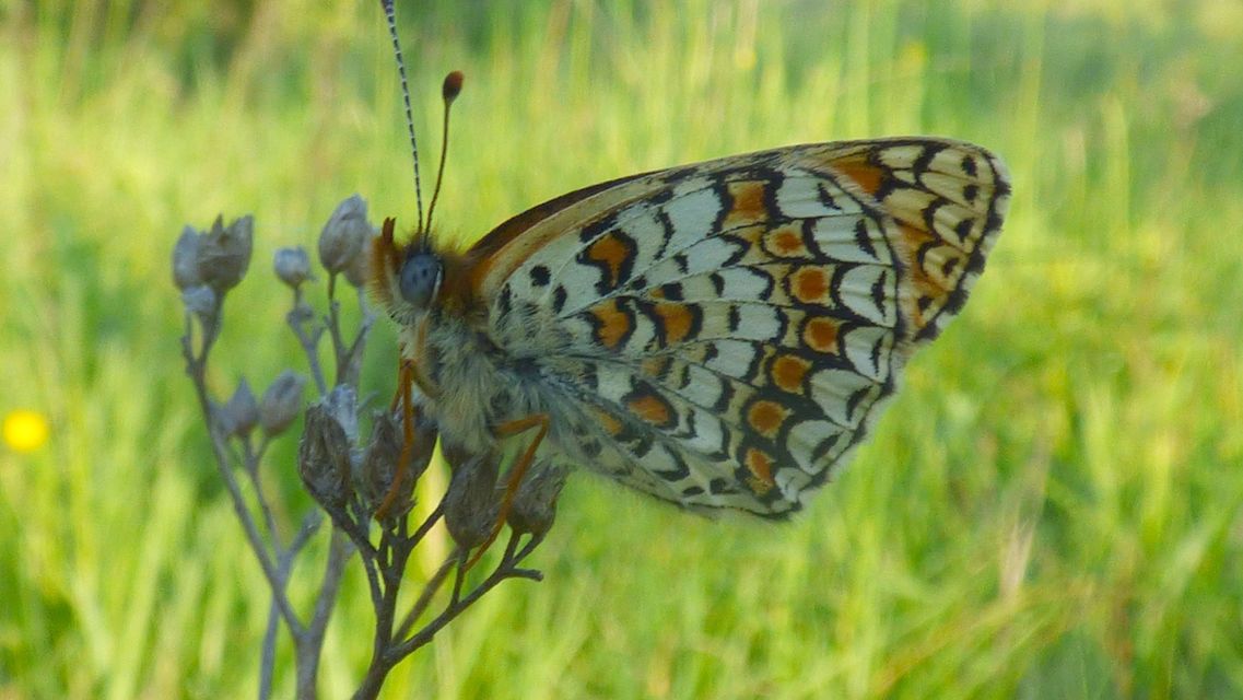 Melitaea ornata kovacsi - magyar tarkalepke