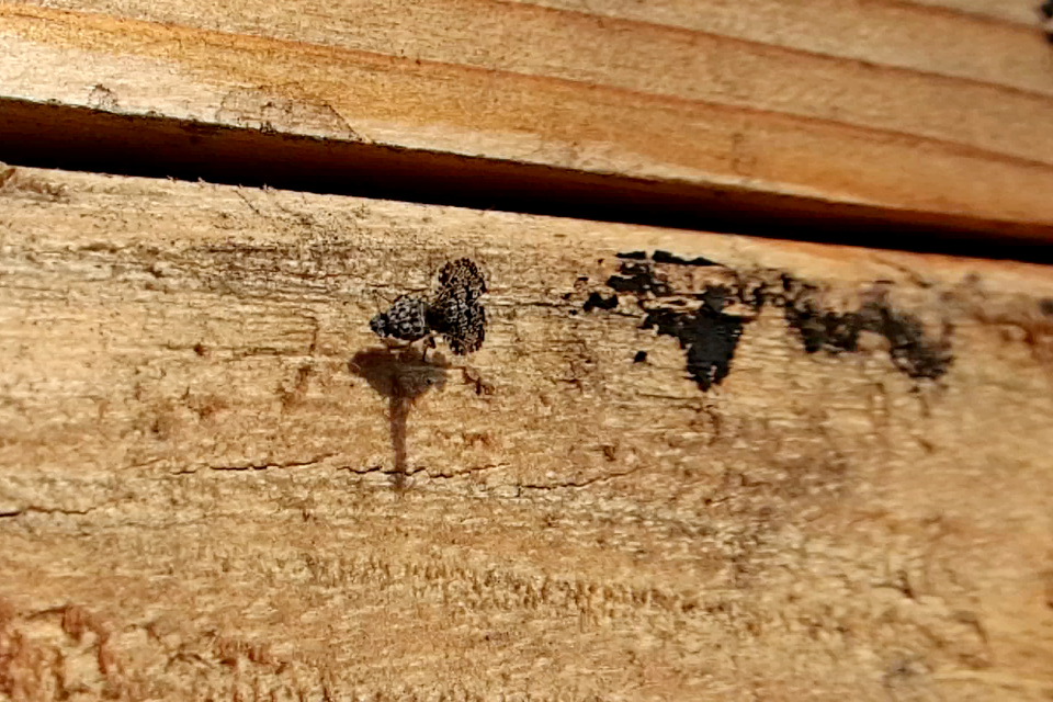 Callopistromyia annulipes - pávalégy
