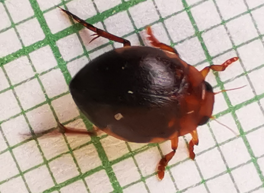 Hyphydrus ovatus - gyakori gömbcsíkbogár