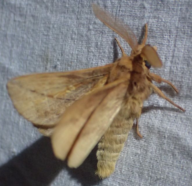 Euthrix potatoria - szomjas pohók