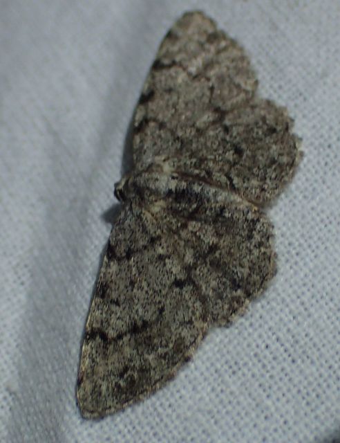 Aethalura punctulata - szürke égeraraszoló
