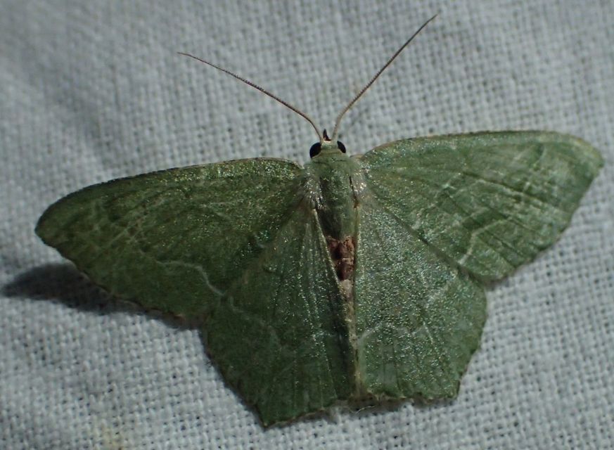 Hemithea aestivaria - nyír-zöldaraszoló