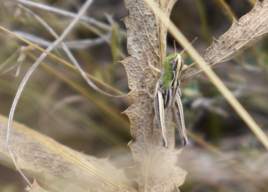 Stenobothrus crassipes - rövidszárnyú sztyepprétisáska