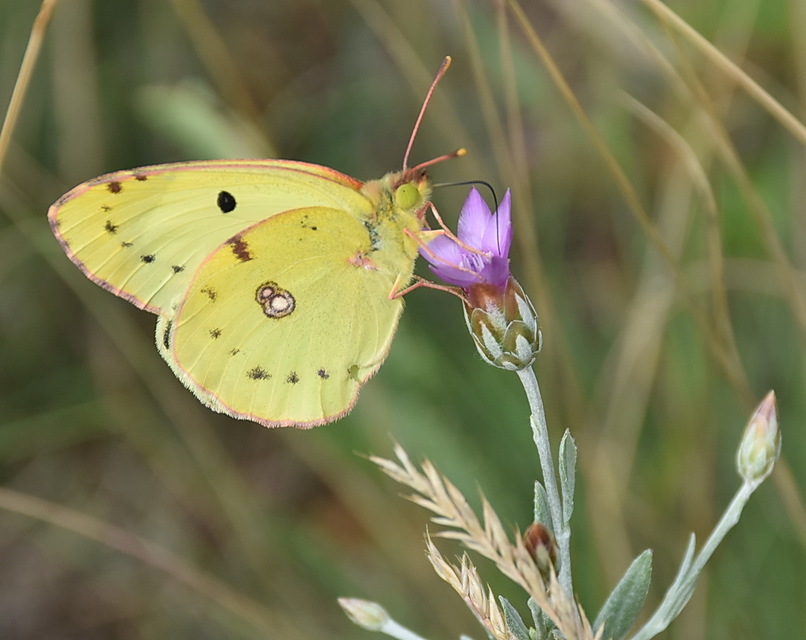 Colias alfacariensis - déli kéneslepke