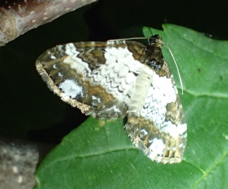 Melanthia procellata - hullámos tarkaaraszoló