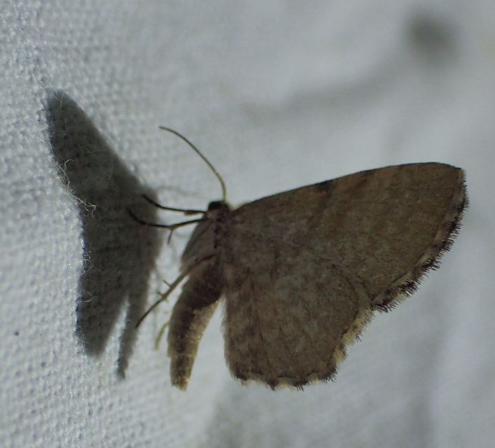 Euchoeca nebulata - barnás égeraraszoló