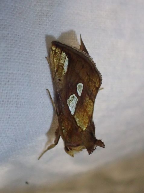 Plusia festucae - ezüstkockás bagoly