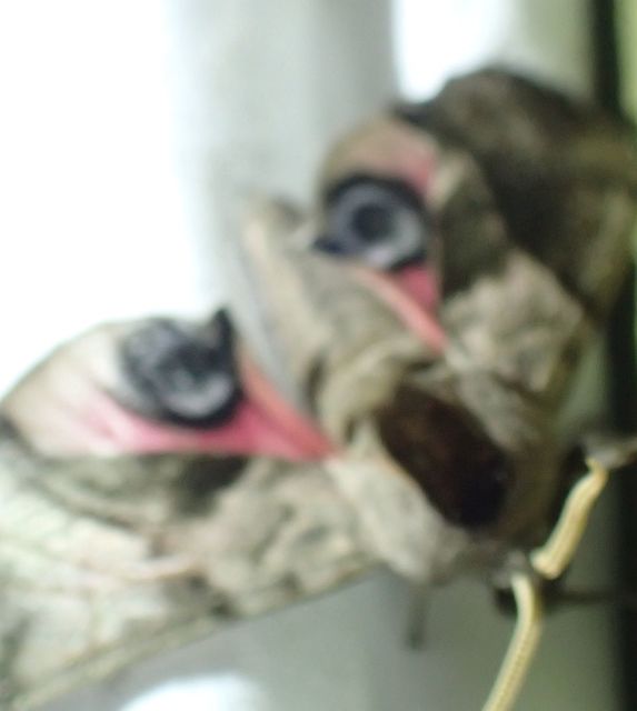 Smerinthus ocellatus - esti pávaszem