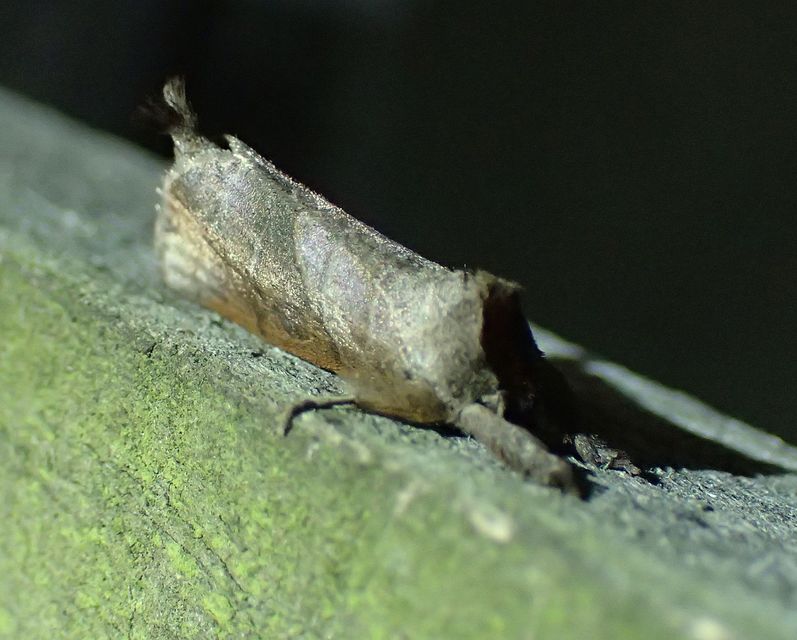 Clostera anastomosis - barna levélszövő