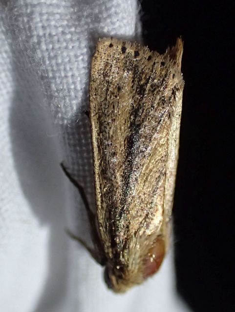 Globia sparganii - nagy nádibagoly