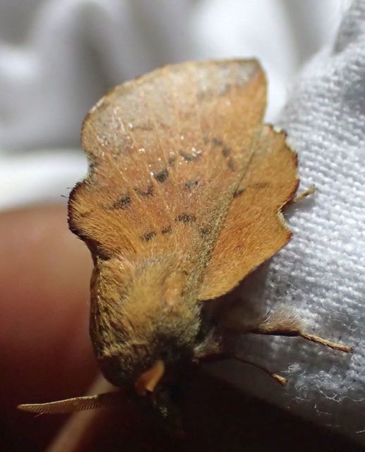 Phyllodesma tremulifolia - nyárlevélpohók