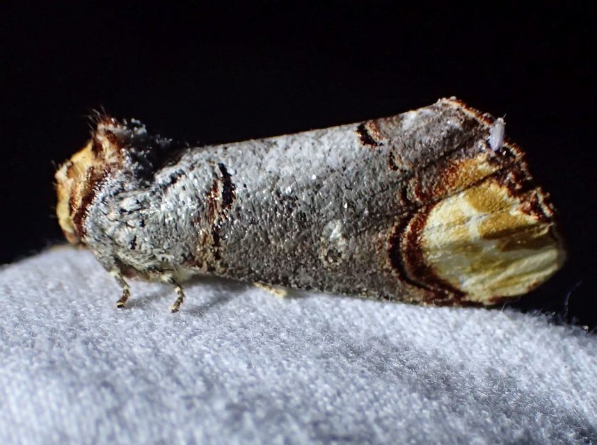 Phalera bucephala - sárgafoltos púposszövő