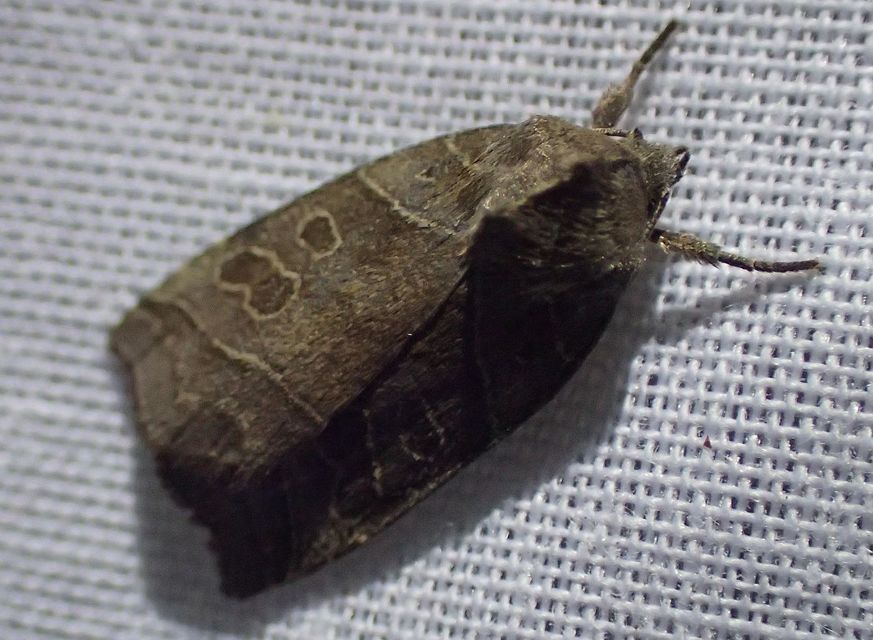 Ipimorpha retusa - sarlós fűzbagoly