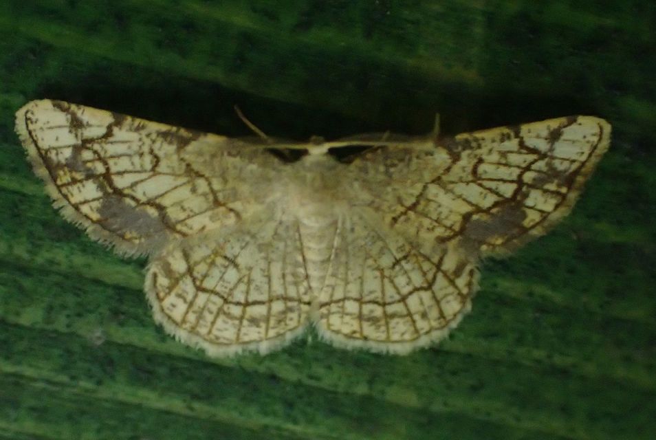 Stegania dilectaria - fehérnyár-araszoló