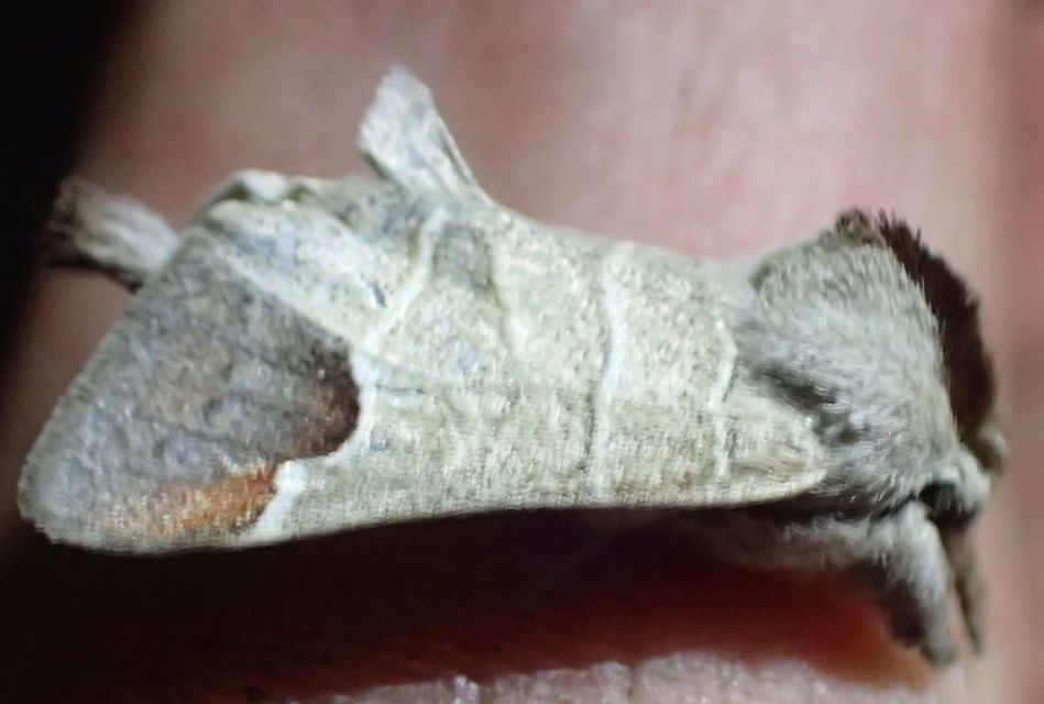 Clostera curtula - rövidszárnyú levélszövő