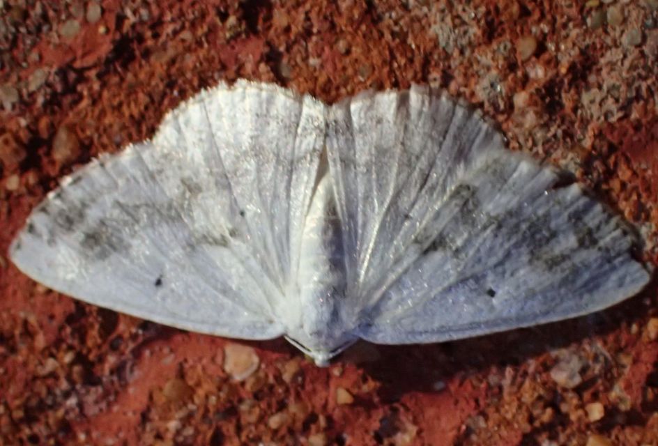 Lomographa temerata - foltos fehéraraszoló