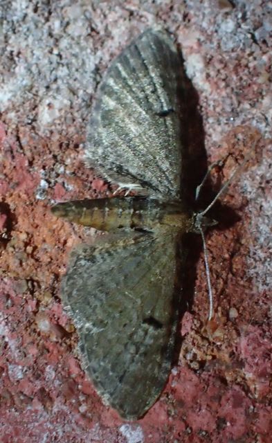 Eupithecia absinthiata - üröm-törpearaszoló