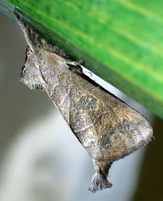 Clostera anastomosis - barna levélszövő