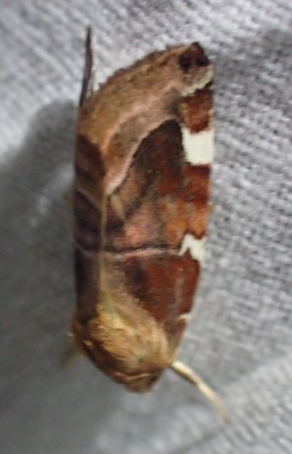 Cosmia diffinis - szilfa-lombbagoly