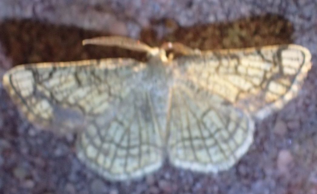 Stegania dilectaria - fehérnyár-araszoló