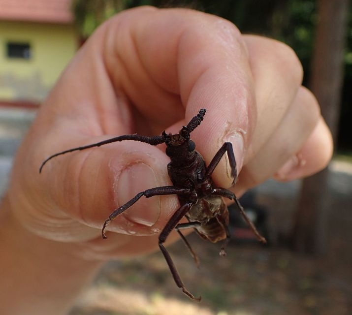Aegosoma scabricorne - diófacincér