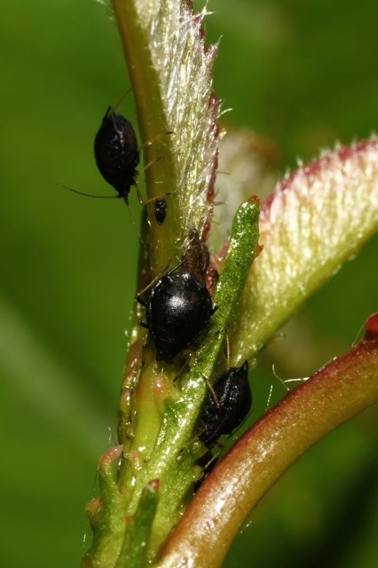 Myzus cerasi
