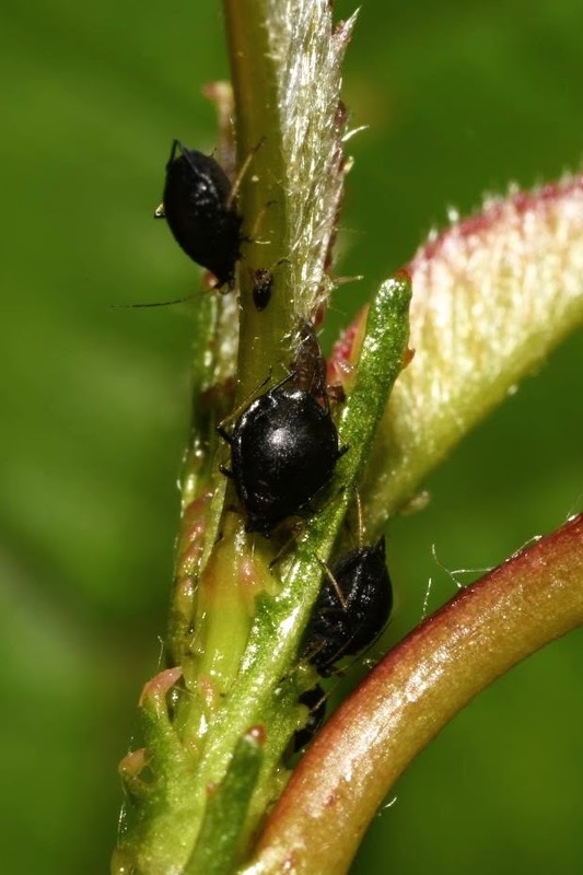 Myzus cerasi