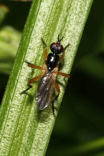 Elachiptera