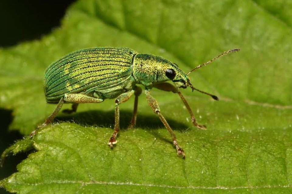 Polydrusus formosus - selymes lombormányos