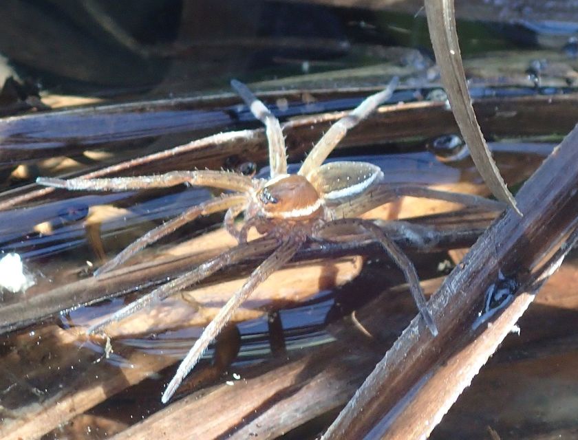 Dolomedes plantarius/fimbriatus