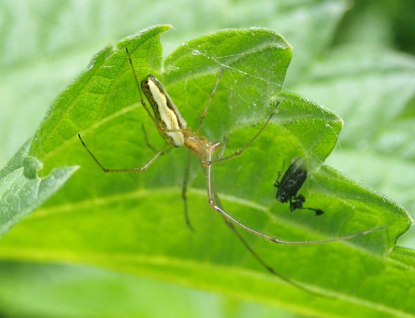 Tetragnatha