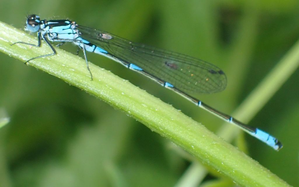 Coenagrion pulchellum - karcsú légivadász